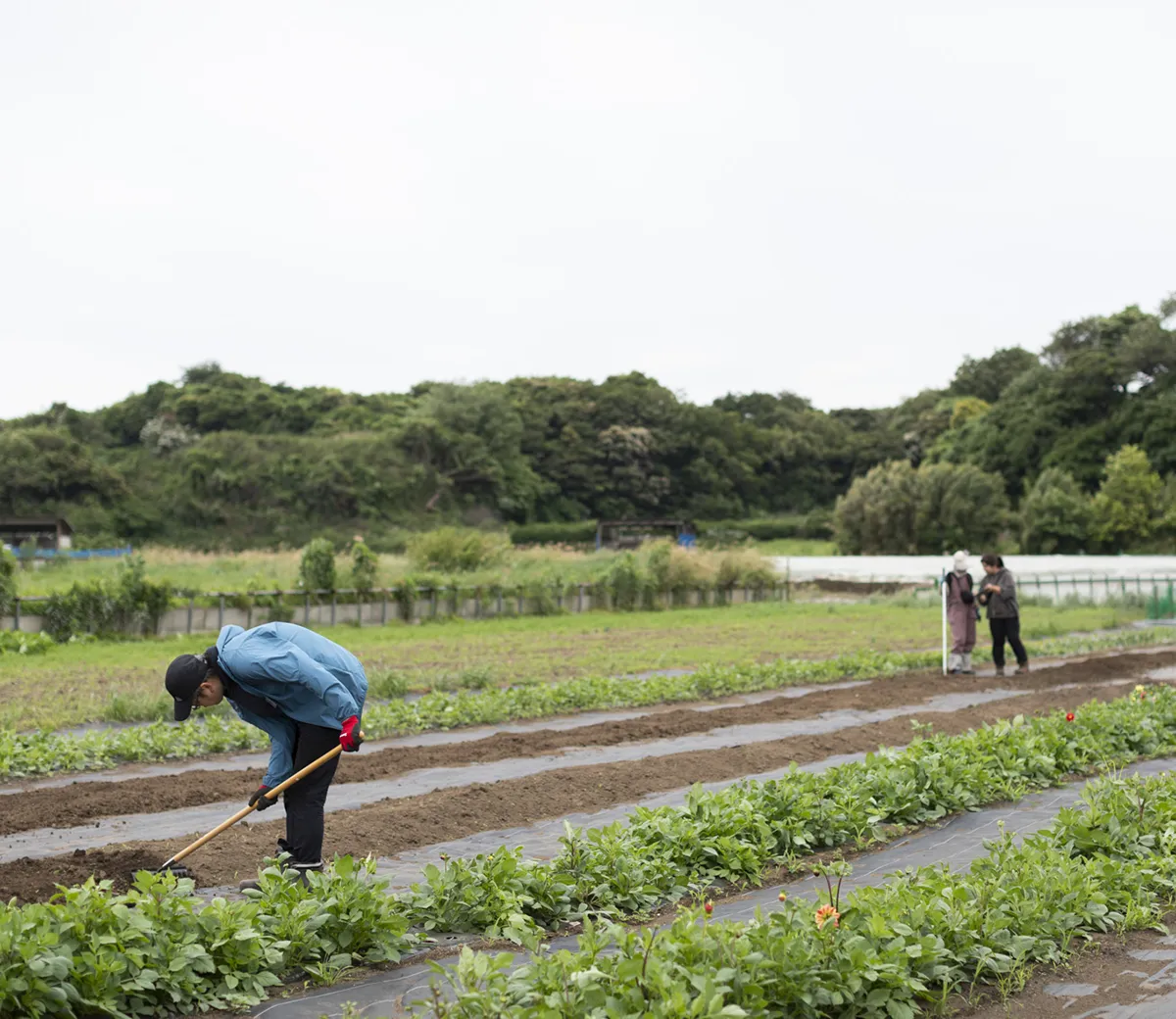 香とくらす 第35回：香とくらす 第35回：花も人も、ありのままに咲く。横須賀・ローランズファームの挑戦