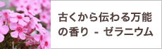 古くから伝わる万能の香り - ゼラニウム