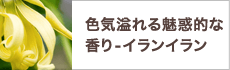 色気溢れる魅力的な香り - イランイラン