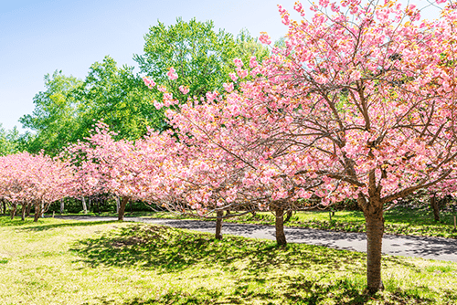 桜を見に行く