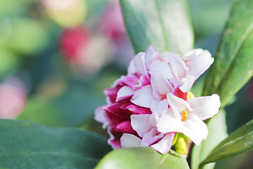 沈丁花（ジンチョウゲ）