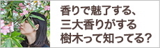 香りで魅了する、三大香りがする樹木って知ってる？